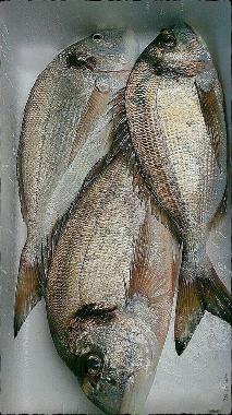 Ferienwohnung in CHIPIONA (Cdiz) (Cdiz) oder Ferienwohnung oder Ferienhaus