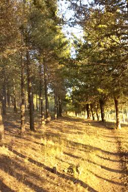 Ferienwohnung in Caete (Cuenca) oder Ferienwohnung oder Ferienhaus