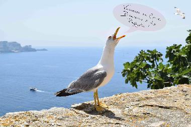 Ferienwohnung in Santa Maria Poggio (Haute-Corse) oder Ferienwohnung oder Ferienhaus