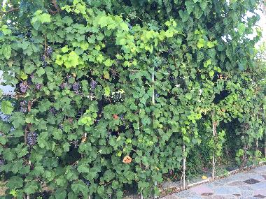 Boot in Sant Pere Pescador  (Girona) oder Ferienwohnung oder Ferienhaus