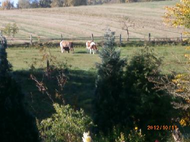 Ferienwohnung in Bad sachsa (Harz) oder Ferienwohnung oder Ferienhaus