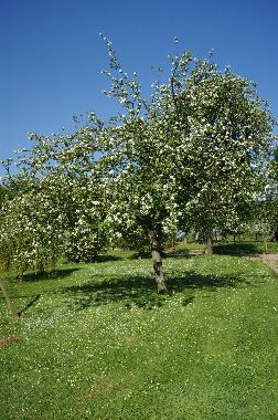 Ferienhaus in BRETTEVILLE DU GRAND CAUX (Seine-Maritime) oder Ferienwohnung oder Ferienhaus
