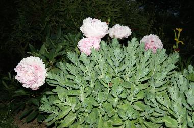 Ferienhaus in BRETTEVILLE DU GRAND CAUX (Seine-Maritime) oder Ferienwohnung oder Ferienhaus