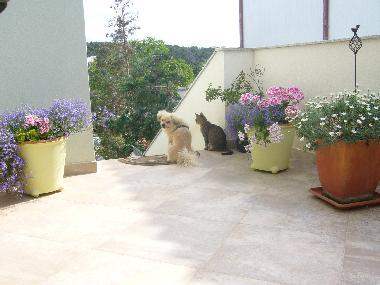 Unsere Tierische Mitbewohner Bubi und Katze Mecha