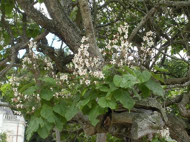 Ferienhaus in ST. BOMER LES FORGES (Orne) oder Ferienwohnung oder Ferienhaus