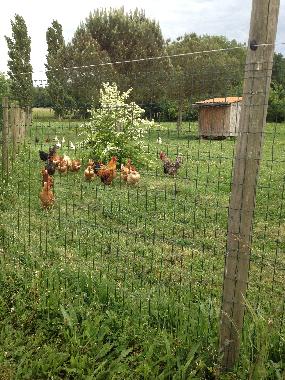 Ferienwohnung in Brugui�res (Haute-Garonne) oder Ferienwohnung oder Ferienhaus