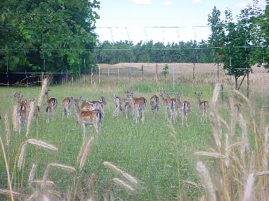 Rehgehege am Rande des Dorfes Berkenbr�ck