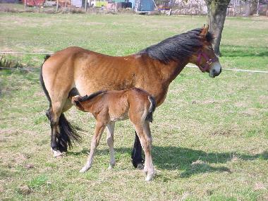 Pferdehof im Dorf. Jedes Jahr werden hier viele Fohlen geboren.