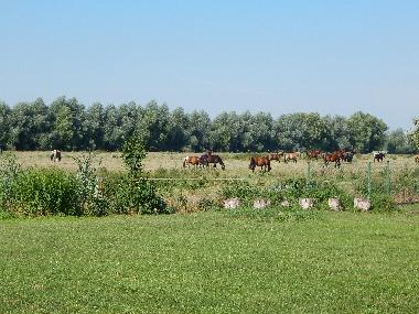 Auf dem Feld hinter dem Garten weiden Pferde und Khe.