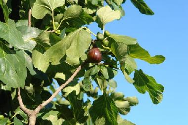Ferienhaus in vila nova de cacela, portugal (Algarve) oder Ferienwohnung oder Ferienhaus