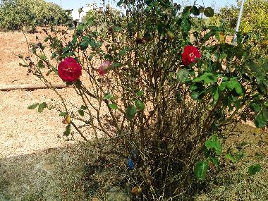 Ferienhaus in vila nova de cacela, portugal (Algarve) oder Ferienwohnung oder Ferienhaus