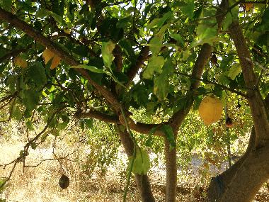 Ferienhaus in vila nova de cacela, portugal (Algarve) oder Ferienwohnung oder Ferienhaus