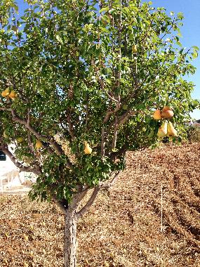 Ferienhaus in vila nova de cacela, portugal (Algarve) oder Ferienwohnung oder Ferienhaus
