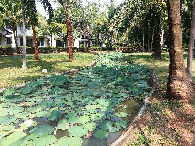 Lotus im angelegten Bach