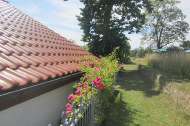 Rosen blhen direkt hinter den Ferienhaus 