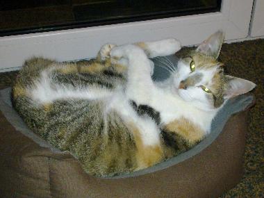 unsere Katze Emma