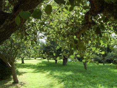 Streuobswiese mit Apfel-/Zwetschgen-/Kirschb�umen