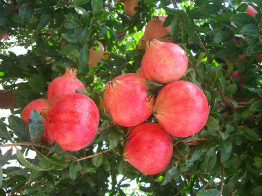 Ferienhaus in El Brakik El Khnafife (Taroudannt) oder Ferienwohnung oder Ferienhaus