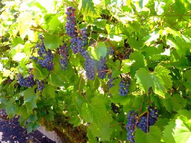 Ferienhaus in El Brakik El Khnafife (Taroudannt) oder Ferienwohnung oder Ferienhaus