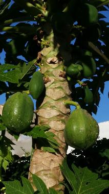 Ferienhaus in El Brakik El Khnafife (Taroudannt) oder Ferienwohnung oder Ferienhaus