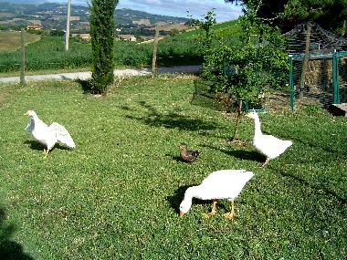 Ferienhaus in Cossignano (Ascoli Piceno) oder Ferienwohnung oder Ferienhaus