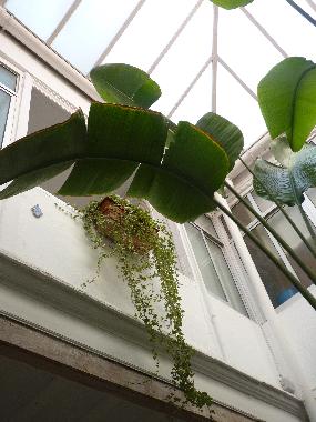 der ueberdachte Andalusische Patio