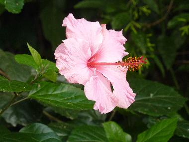 Hibiskus im Garten
