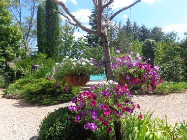 Immer viele Blumen im Sommer.