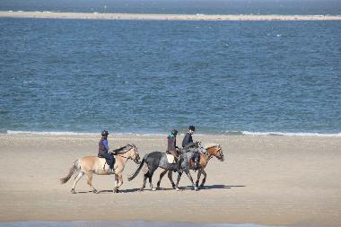 Ferienhaus in Renesse (Zeeland) oder Ferienwohnung oder Ferienhaus
