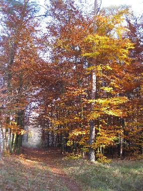 Fahrradweg nach Biebersdorf