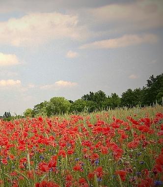 Ferienwohnung in Luebben (Dahme-Spreewald) oder Ferienwohnung oder Ferienhaus