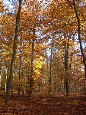 Ferienwohnung in Luebben (Dahme-Spreewald) oder Ferienwohnung oder Ferienhaus