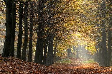 Ferienwohnung in Gemmenich (Wallonien) oder Ferienwohnung oder Ferienhaus