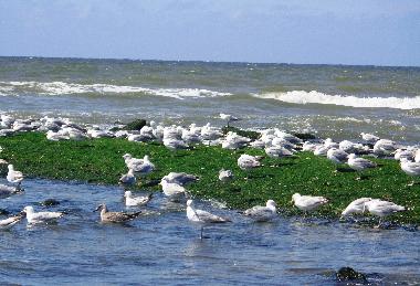 Strandleben