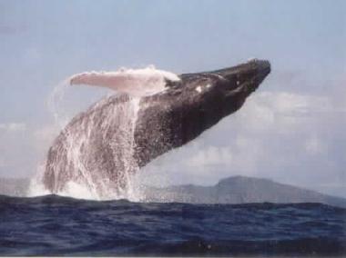 Ferienhaus in El Frances (Samana) oder Ferienwohnung oder Ferienhaus