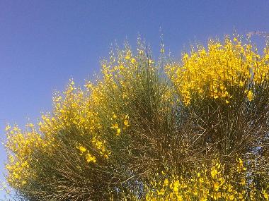 Ferienhaus in portiragnes (H�rault) oder Ferienwohnung oder Ferienhaus