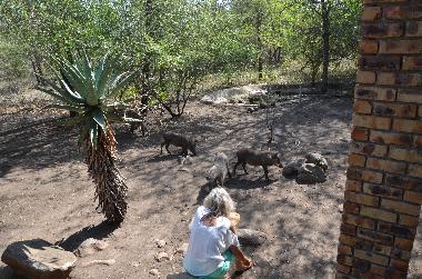 Villa in Marloth Park (Mpumalanga) oder Ferienwohnung oder Ferienhaus
