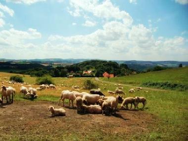 Blick am Wanderweg A2 Ferienhuser Marx http://www.urlaub-extertal.de