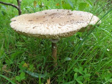 Riesenschirmpilz - auch Pilzsammler kommen hier auf ihre Kosten.