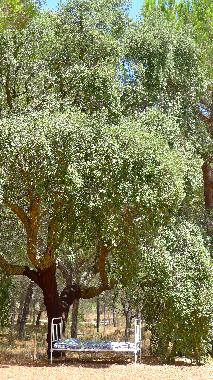 Villa in Comporta (Alentejo Litoral) oder Ferienwohnung oder Ferienhaus