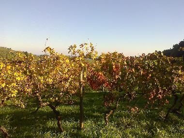 Ferienhaus in imperia (Imperia) oder Ferienwohnung oder Ferienhaus
