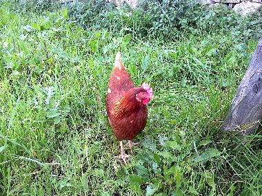 Ferienhaus in imperia (Imperia) oder Ferienwohnung oder Ferienhaus