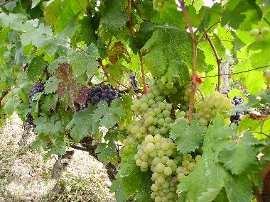 Ferienhaus in imperia (Imperia) oder Ferienwohnung oder Ferienhaus