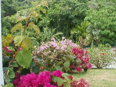 Garten, Villa-Antilia 