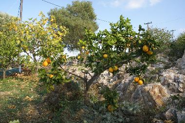 Ferienhaus in kritinia (Dodekanisos) oder Ferienwohnung oder Ferienhaus