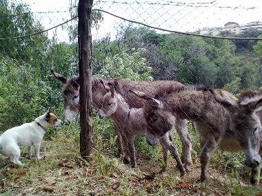 Villa in roma (Roma) oder Ferienwohnung oder Ferienhaus