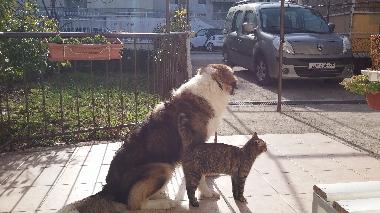 Ferienwohnung in Split (Splitsko-Dalmatinska) oder Ferienwohnung oder Ferienhaus