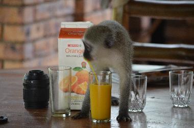 Villa in Marloth Park (Mpumalanga) oder Ferienwohnung oder Ferienhaus