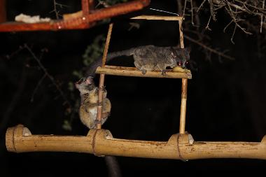 Villa in Marloth Park (Mpumalanga) oder Ferienwohnung oder Ferienhaus