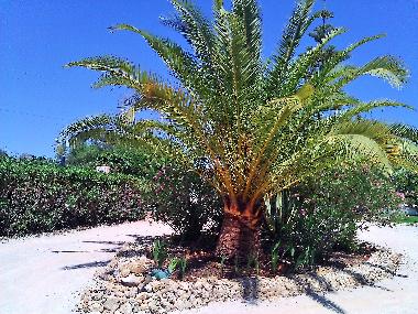 Villa in Albufeira (Algarve) oder Ferienwohnung oder Ferienhaus